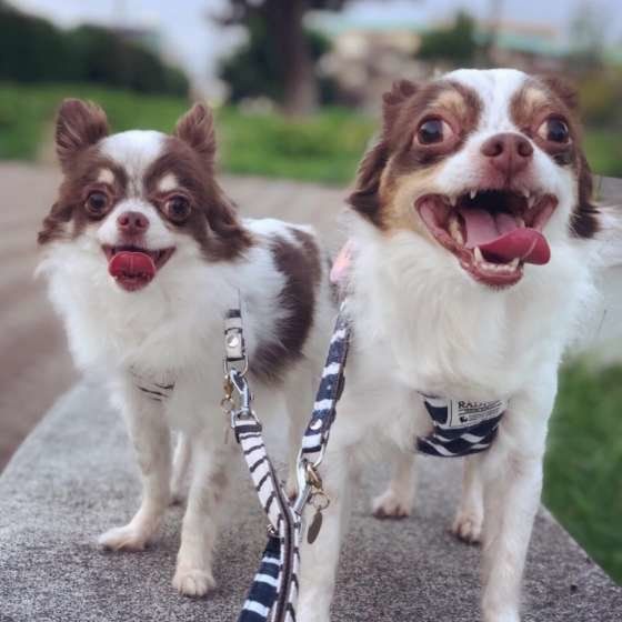 仲良くアピールする2頭の犬