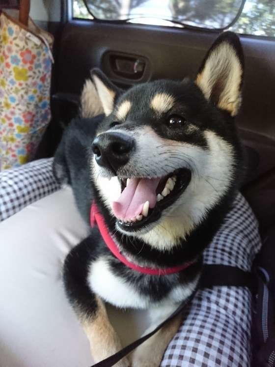 犬が快適に過ごせる車選びのポイントとは