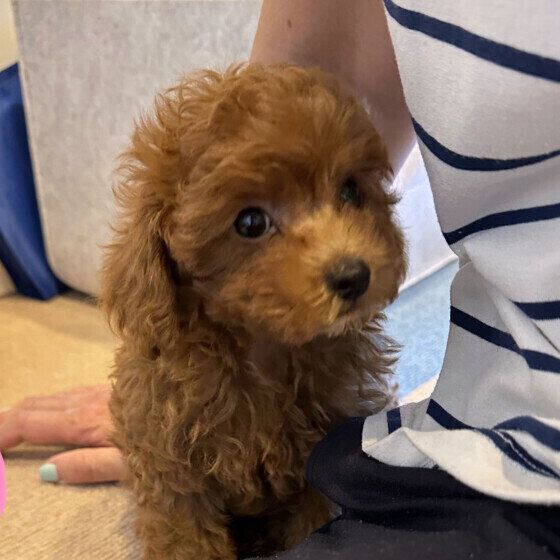 トイ・プードルのムサちゃん