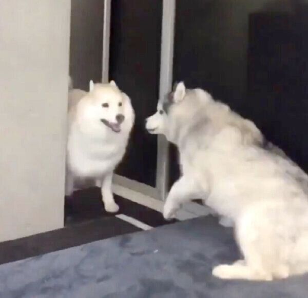 ものすごい勢いで走ってきたグーちゃんに驚くフィスくん