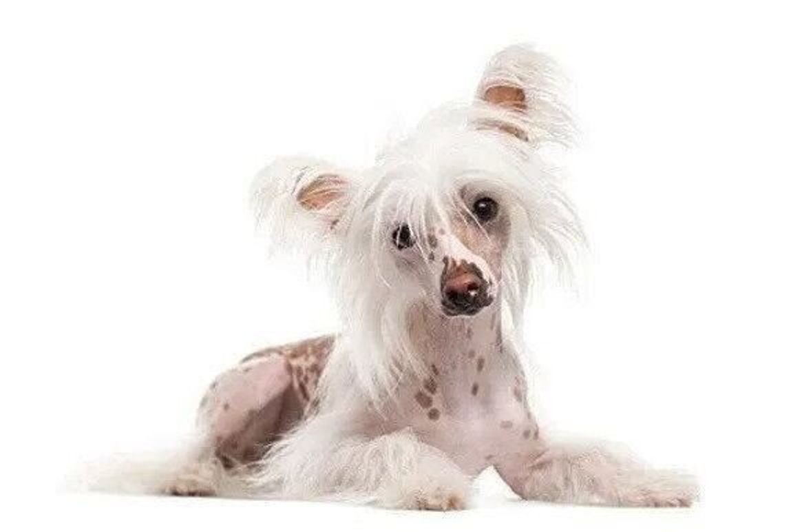 独特な見た目と社交的な性格 チャイニーズ クレステッド ドッグ の特徴とは いぬのきもちweb Magazine 独特な見た目と社交的な性格 チャイニーズ クレステッド ドッグ の特徴とは いぬのきもちweb Magazine