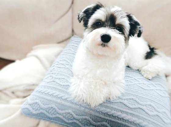 クッションに座る犬