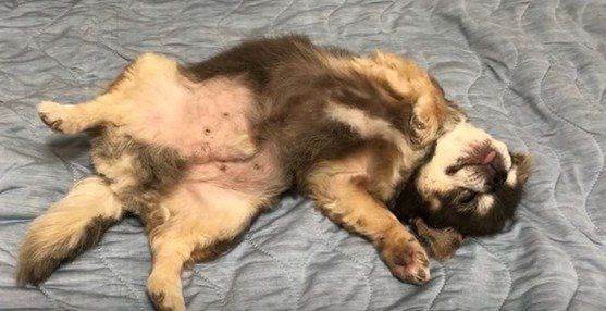 チワワ　ラズおじさん