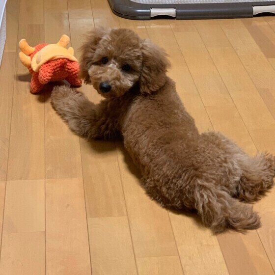 見つめるトイ・プードル