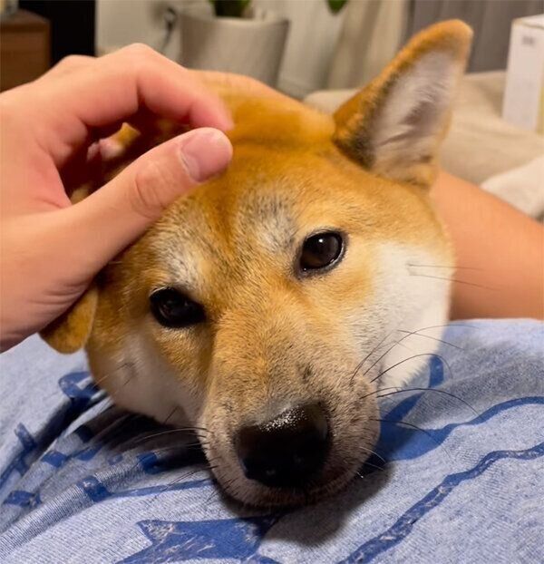 なでてもらうこはくちゃん