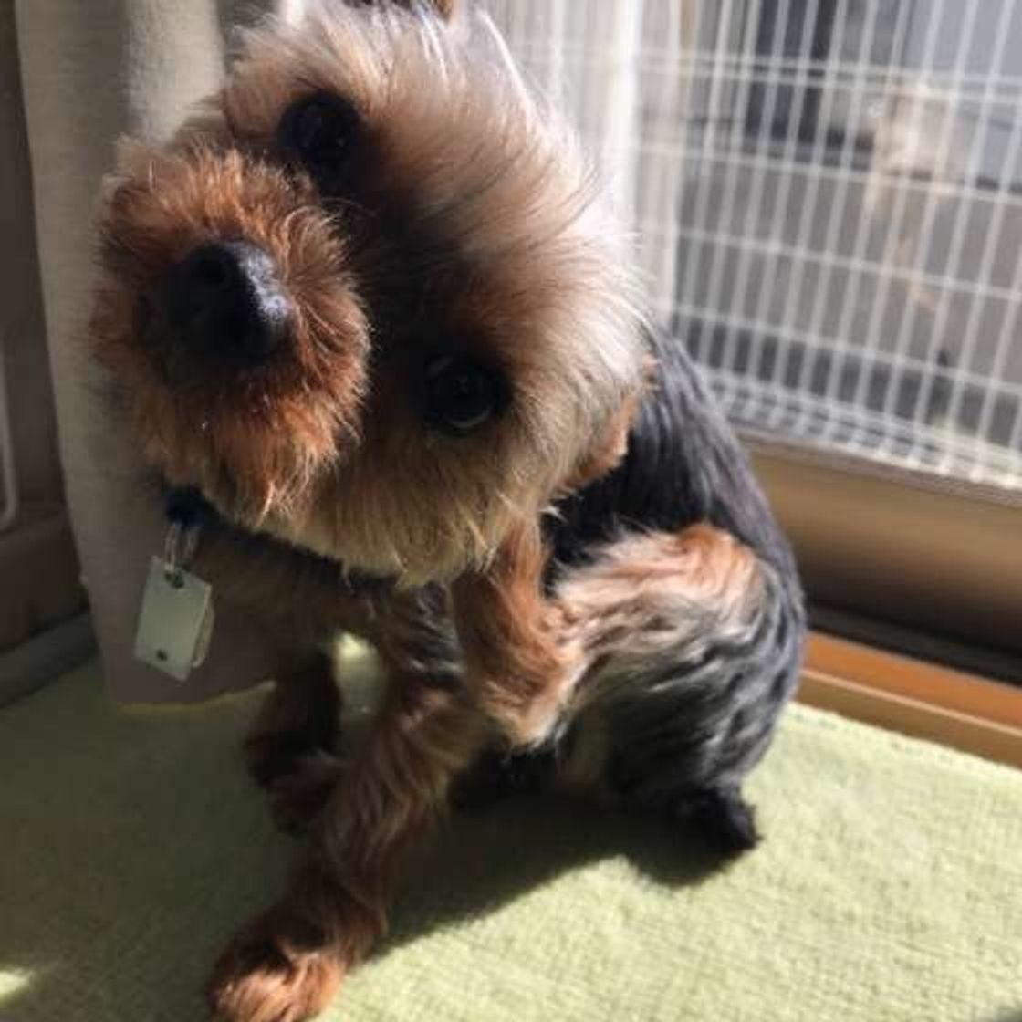 かゆいだけが原因じゃない 犬が かゆがる 意外な理由 いぬのきもちweb Magazine かゆいだけが原因じゃない 犬が かゆがる 意外な理由 いぬのきもちweb Magazine