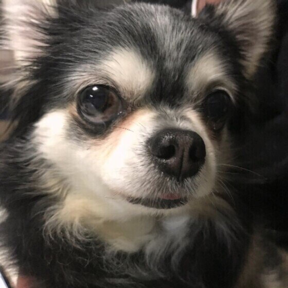 災害時 犬と避難所生活することになったら 迷惑をかけないためにすべきこと いぬのきもちweb Magazine 災害時 犬と避難所生活することになったら 迷惑をかけないためにすべきこと いぬのきもちweb Magazine