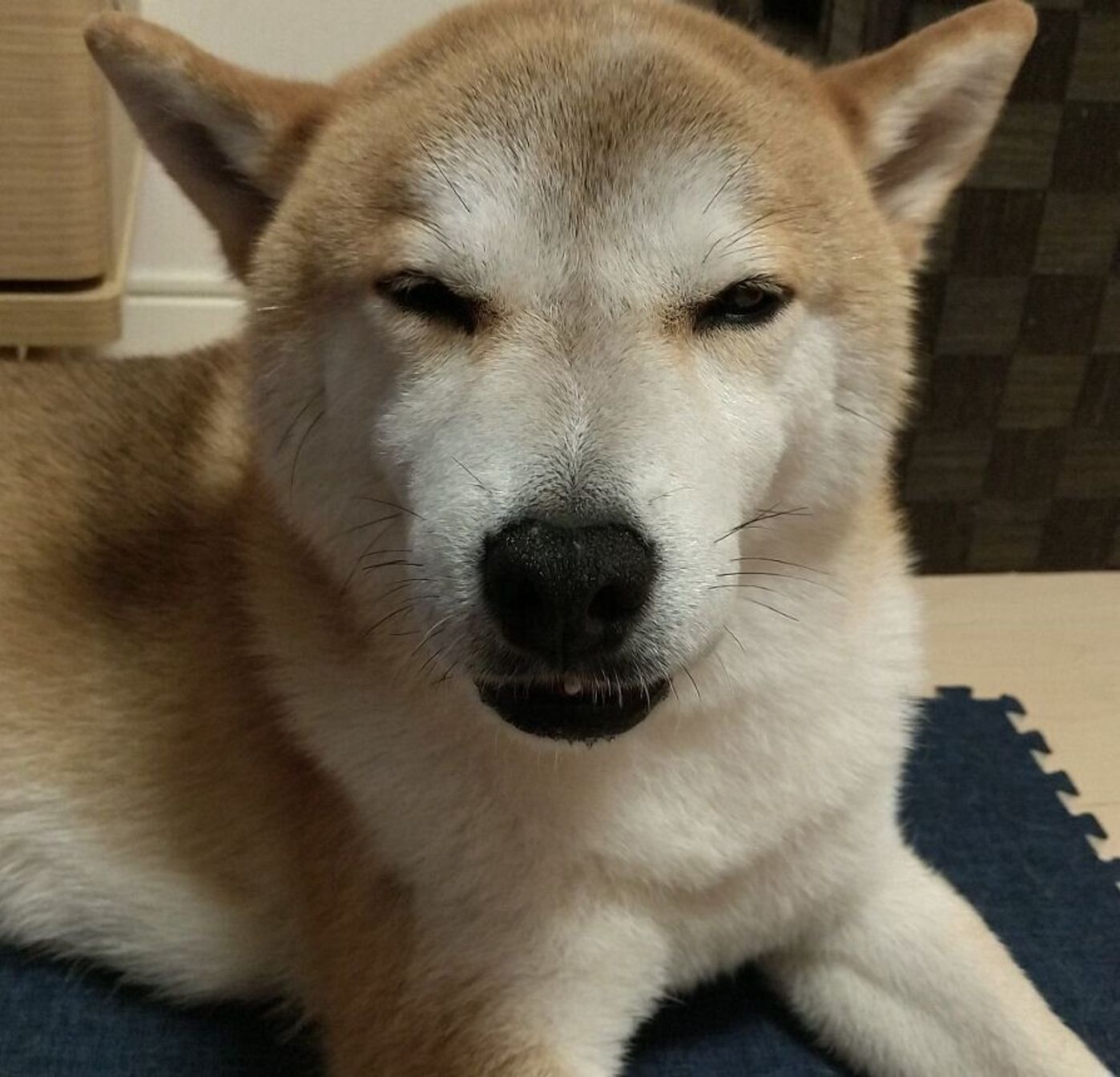 柴犬タロさんのイチオシ表情は 娘といるときの 悟り顔 連載 モフモフ柴とプニプニ娘 第123話 いぬのきもちweb Magazine 柴犬タロさんのイチオシ表情は 娘といるときの 悟り顔 連載 モフモフ柴とプニプニ娘 第123話 いぬのきもちweb Magazine