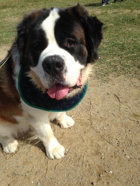 セント・バーナードのブリスちゃん