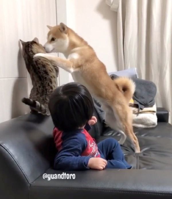 柴犬のゆうくんと猫のとろくん