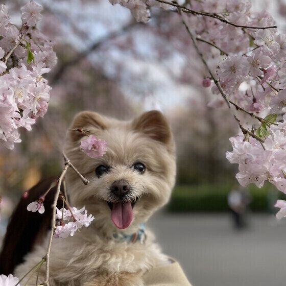 MIXのぱんだくん