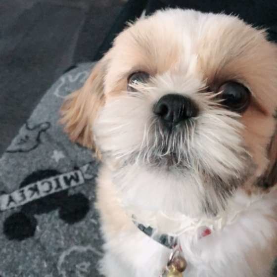 お座りするシー・ズー