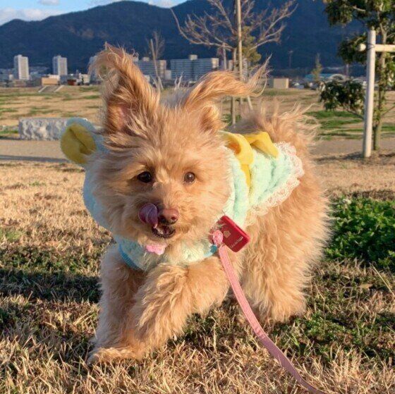 走り回っているあんずちゃん