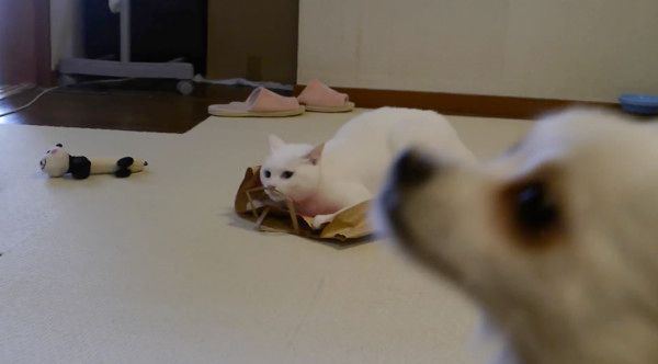 チワワと猫