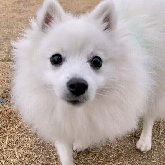 散歩中の日本スピッツ