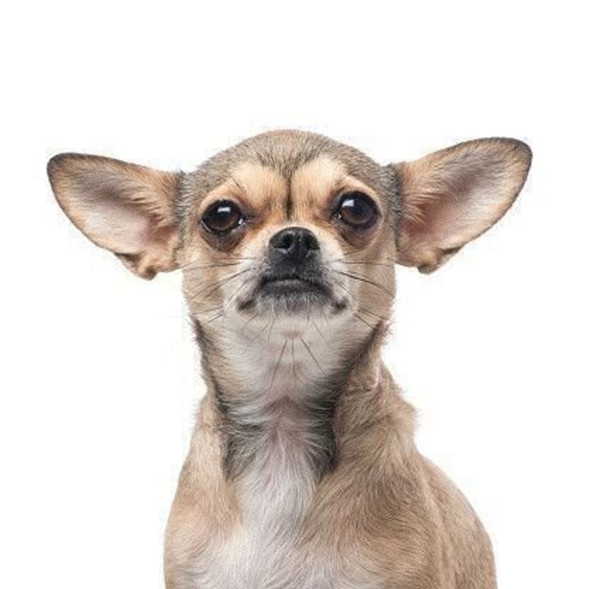 チワワの性格 飼い方のコツ 飼い主の悩みq A いぬのきもち 犬図鑑 いぬのきもちweb Magazine チワワの性格 飼い方のコツ 飼い主の悩みq A いぬのきもち 犬図鑑 いぬのきもちweb Magazine