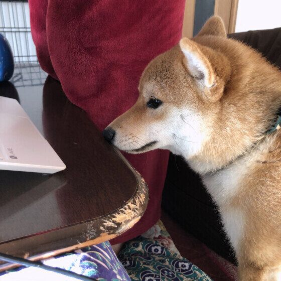 一緒に参加する柴犬