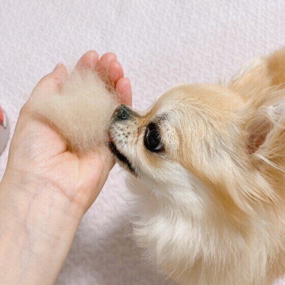 チワワのひめちゃんと抜け毛