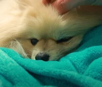 ポメラニアン　モチ