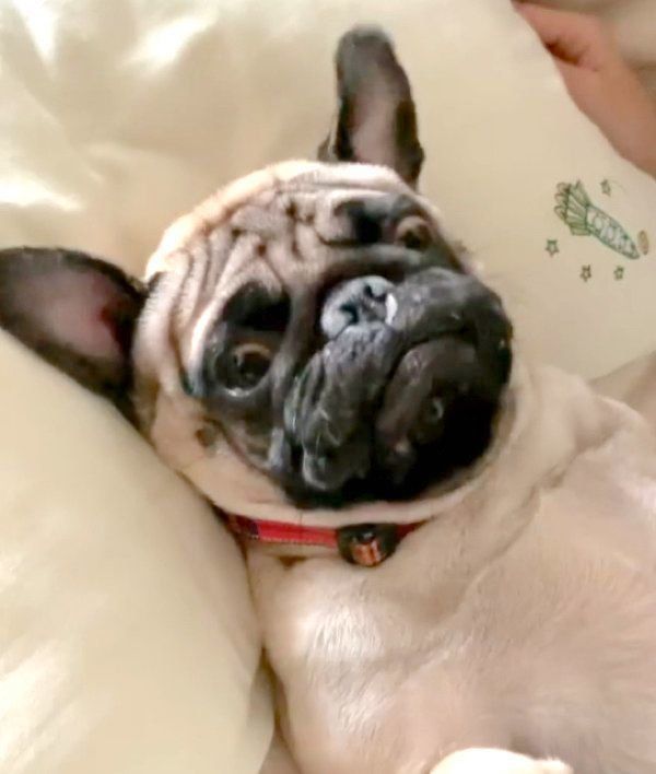 寝起きのちょこびくん