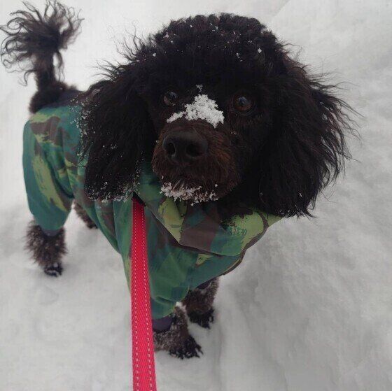 トイ・プードルのピノちゃん