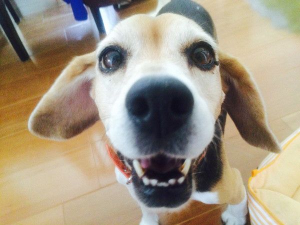 見つめるビーグル