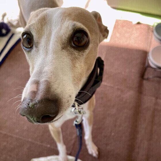 犬のおしり歩きの原因と対処法 うんち後に頻繁にスリスリする場合の対応は？ イタリアン・グレーハウンド いぬのきもち