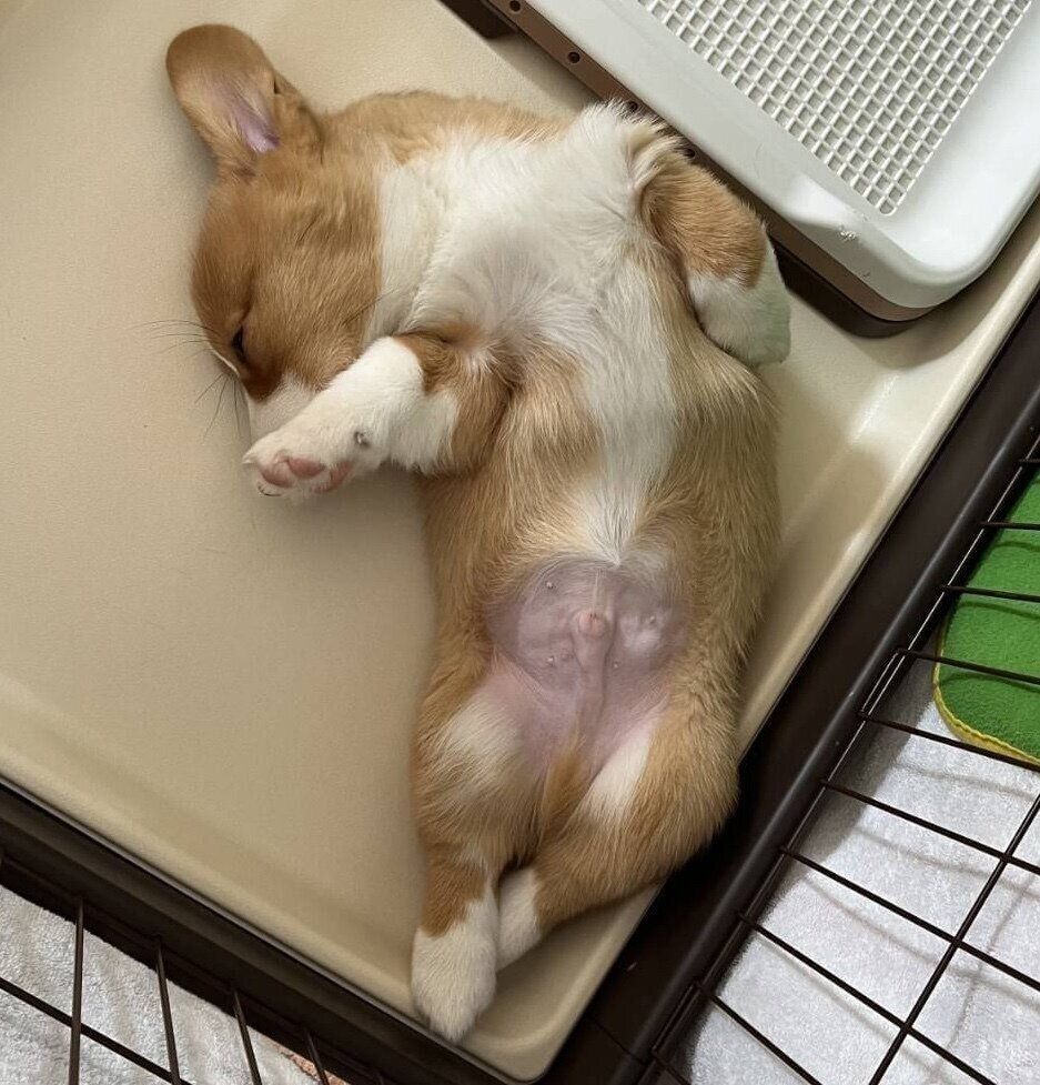 ヘソ天する子犬のノエルくん