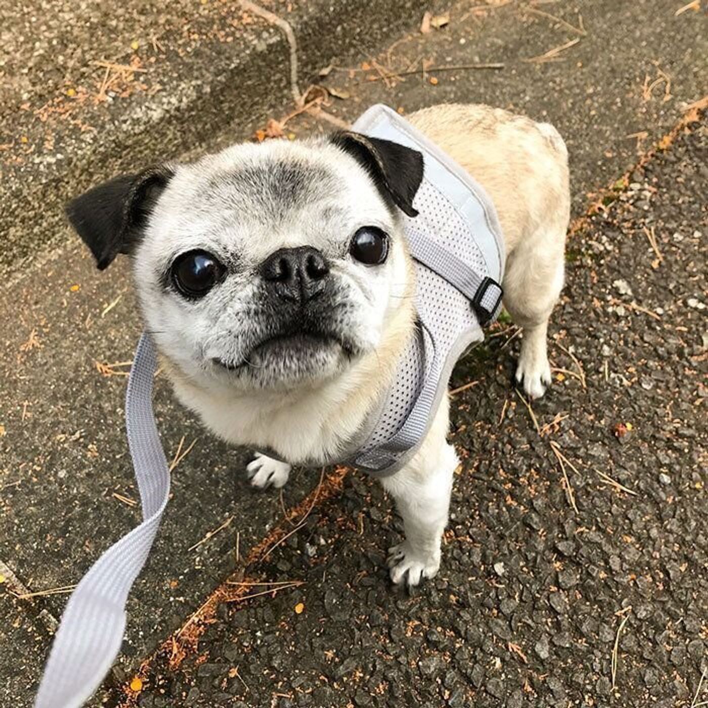 温かく ちょっと切ない 上着の中のパグ犬めー 連載 パグ犬 めー Vol いぬのきもちweb Magazine 温かく ちょっと切ない 上着の中のパグ犬めー 連載 パグ犬 めー Vol いぬのきもちweb Magazine