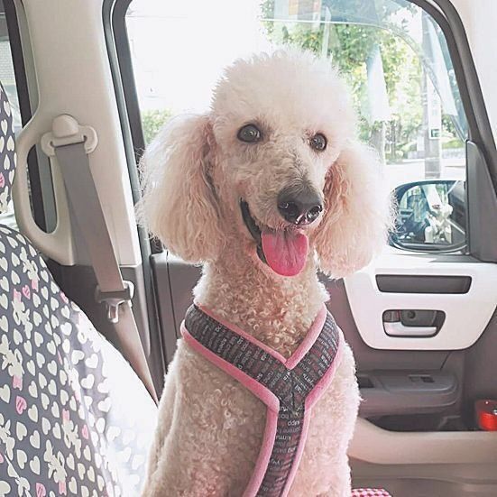 看板犬でムードメイカーだった姫ちゃんは、７才のとき保護され６年間ケンの家で過ごし、昨年虹の橋に