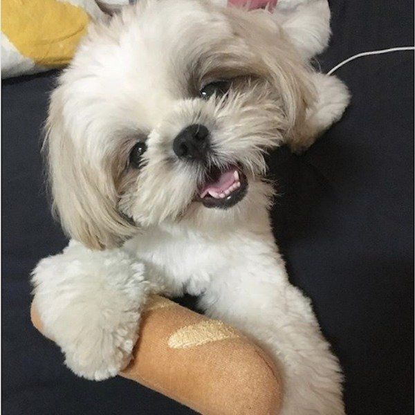 おもちゃが大好きなシー・ズー