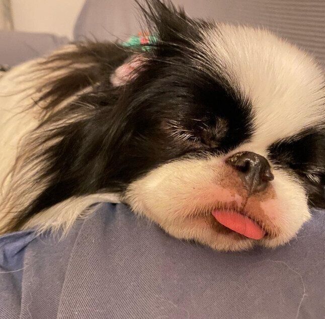 かわいい寝顔の狆のたぬくん