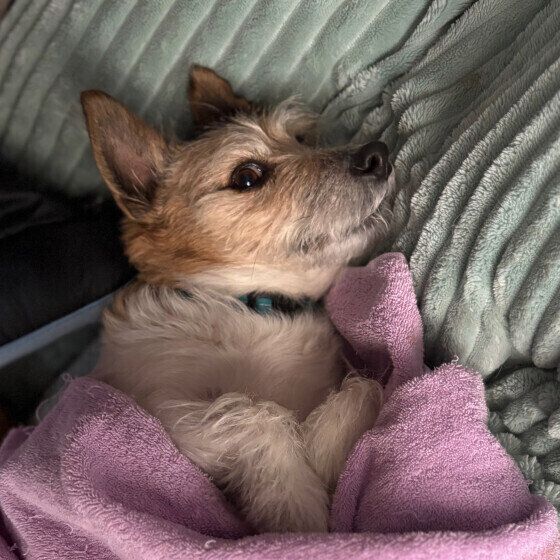 梅雨の愛犬との過ごし方は？ 雨の日の散歩や濡れた体のお手入れ方法 いぬのきもち