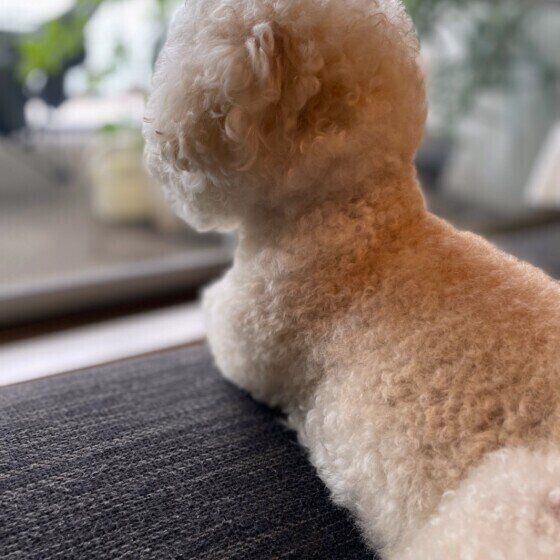 トイ・プードルのプリッツくん