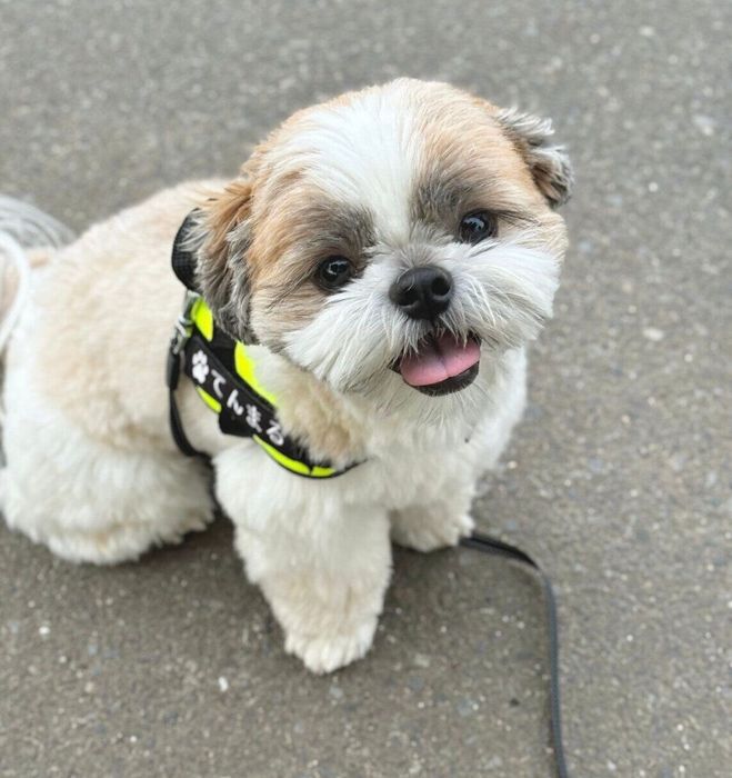 散歩するてんまるくん