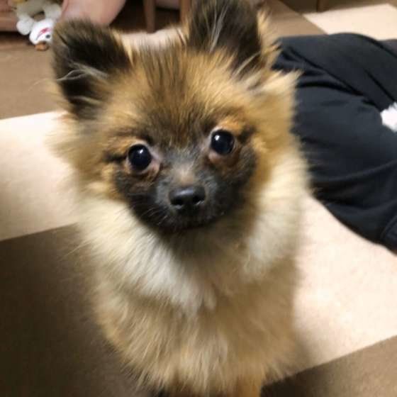 見つめるポメラニアン