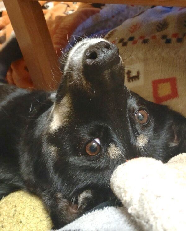 見つめるルアちゃん