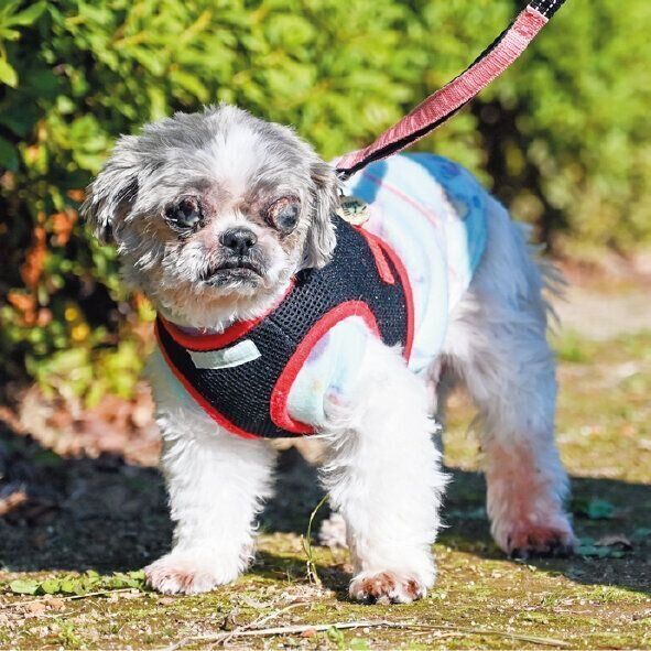 推定14才のシー・ズーの桃太郎くん。目がほとんど見えませんがゆっくりと散歩を楽しみます