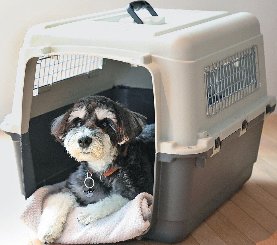 ハウスに入る犬