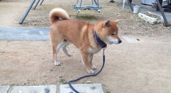 タップダンスをする柴犬