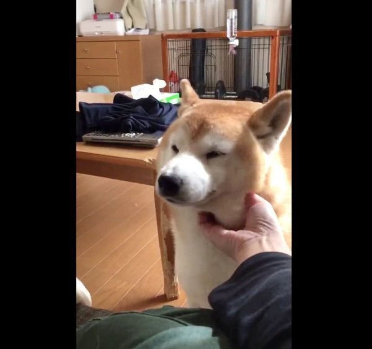 かれこれ30分 ナデナデを要求する柴犬かわいすぎ やめどきを逃す いぬのきもちweb Magazine かれこれ30分 ナデナデを要求する柴犬かわいすぎ やめどきを逃す いぬのきもちweb Magazine