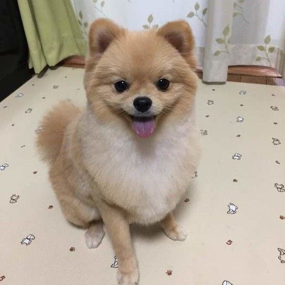 猫 ハムスター ウサギ 犬との 相性 って 正直どうなの いぬのきもちweb Magazine