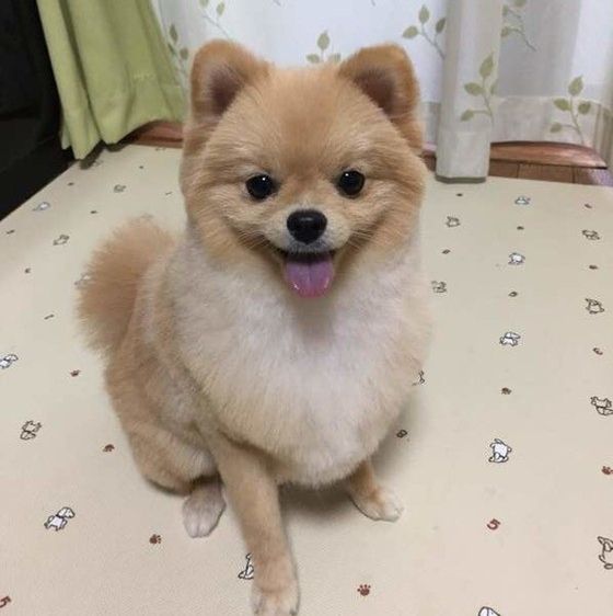 見つめるポメラニアン