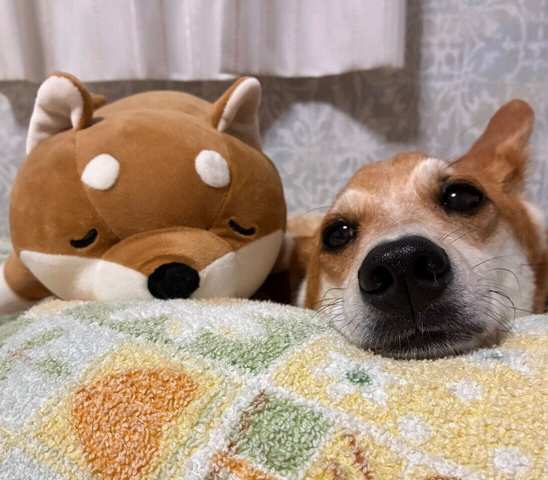 ぬいぐるみと並んで写真に写るルークくん