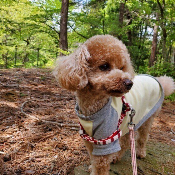 トイ・プードルの凛くん