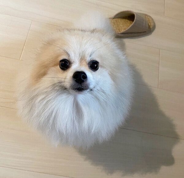 キリッとするちくわくん