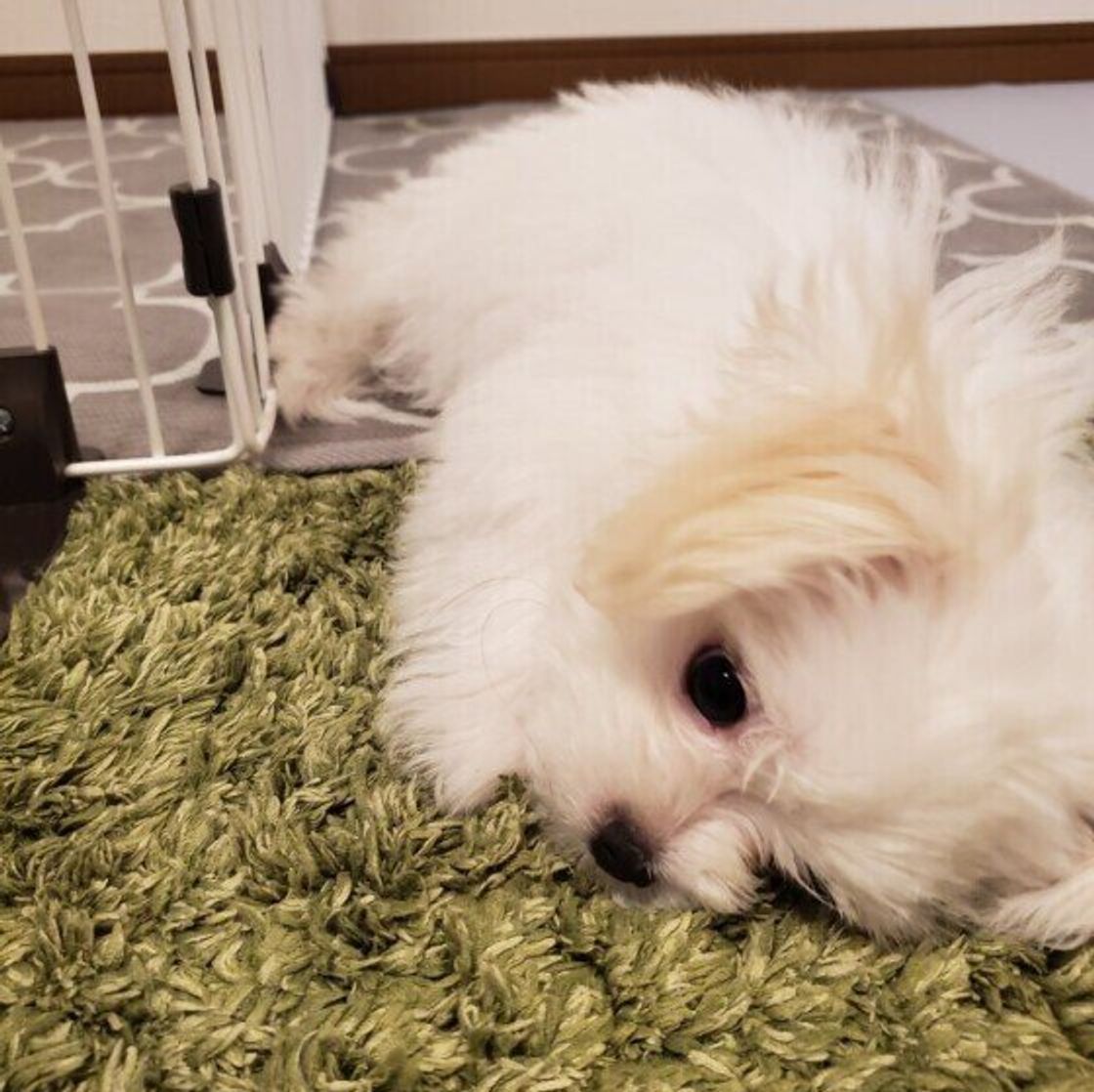 どんな気持ちから 生後7カ月未満の子犬がキューンと鳴く理由 いぬのきもちweb Magazine どんな気持ちから 生後7カ月未満の子犬がキューンと鳴く理由 いぬのきもちweb Magazine