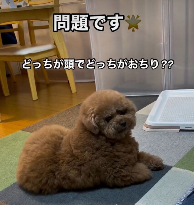 振り向いたパルくん 気になる正解は?