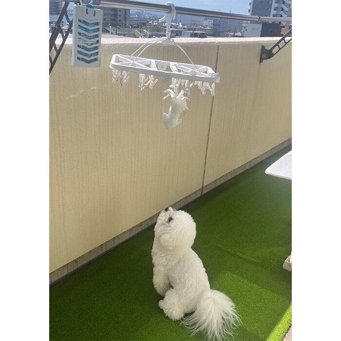 洗濯されたおもちゃの「イカさん」を見つめるセトくん