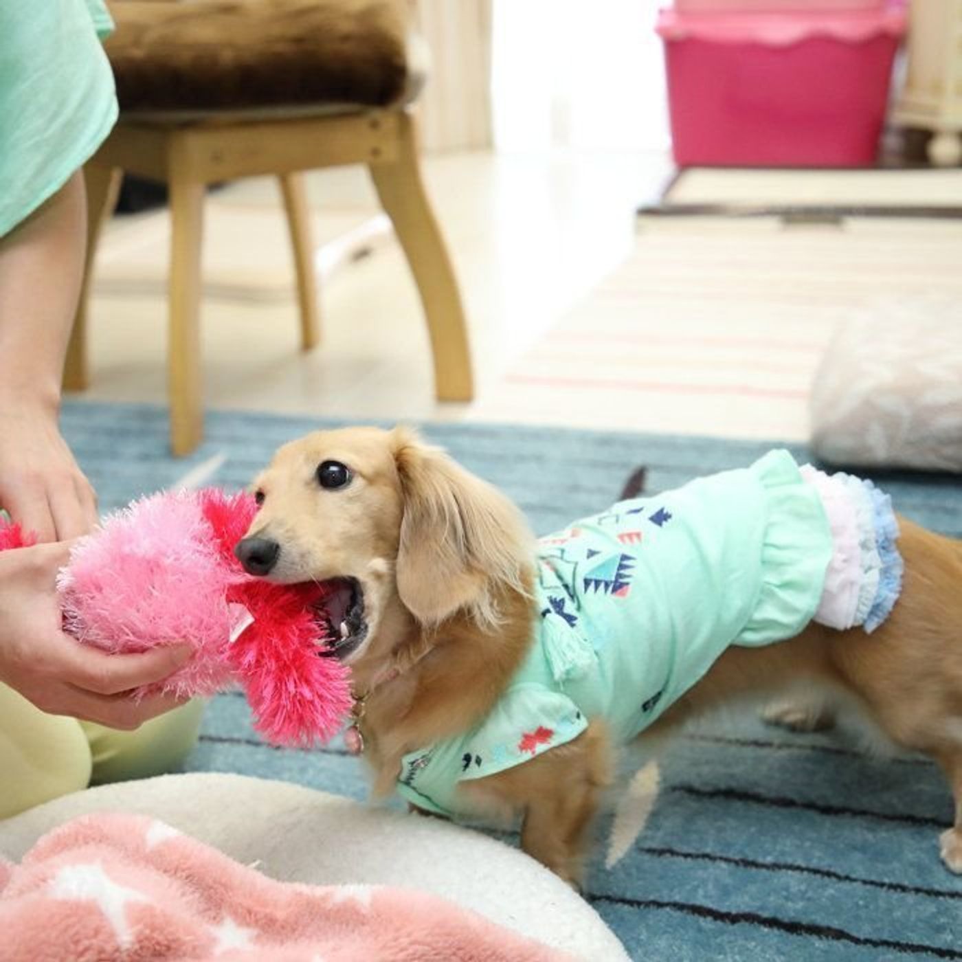 目が見えなくても工夫と愛情で 失明した愛犬を支える日々 いぬのきもちweb Magazine 目が見えなくても工夫と愛情で 失明した愛犬を支える日々 いぬのきもちweb Magazine